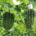 Huading No.5 Broad-top Bitter Gourd Seeds, 10g