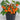 22 Délice de Neuilly Micro Dwarf Tomato, 5 Seeds