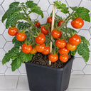 22 Délice de Neuilly Micro Dwarf Tomato, 5 Seeds
