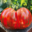 Big Cheef Steak Tomato, 10 Seeds