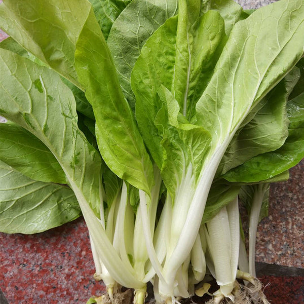 'Chiye No.6' Pak Choi Seeds, 25g