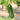 'Hemei 198' Mini Cucumber, 50 Seeds
