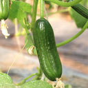 'Hemei 198' Mini Cucumber, 50 Seeds