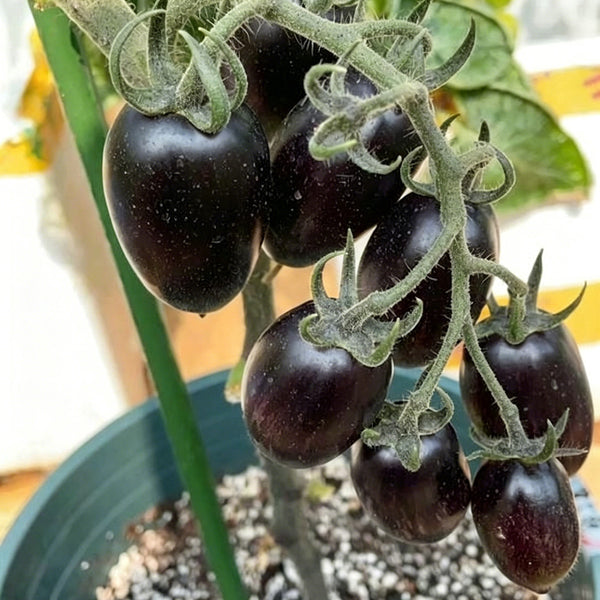 Black Jade Cherry Tomato, 100 Seeds