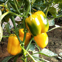 Yellow Bell Pepper Seeds, 20 Seeds