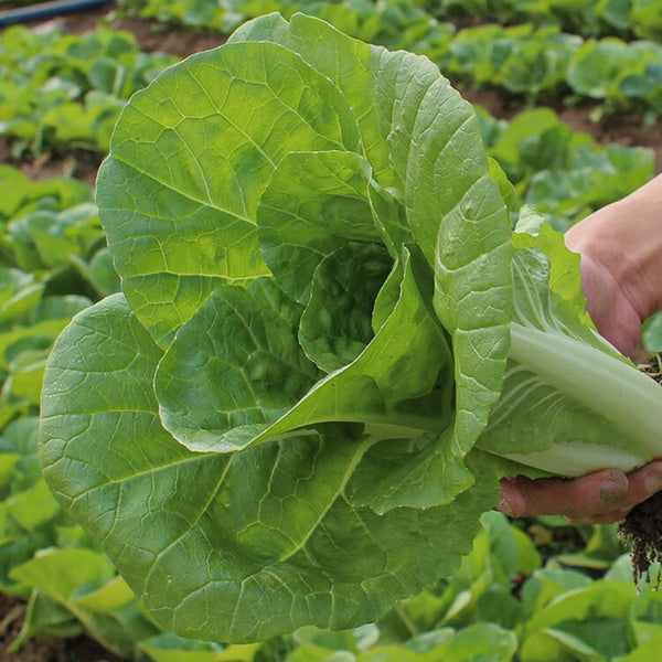 Jinmei 898 Pak Choi Seeds, 10g