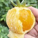 Sandy-Fleshed Cherry Tomato, 30 Seeds
