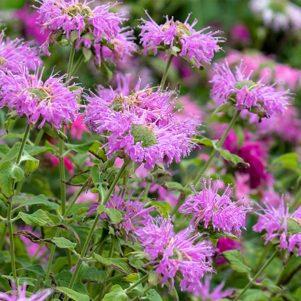 Hezhichun Bee Balm Seeds, 1g