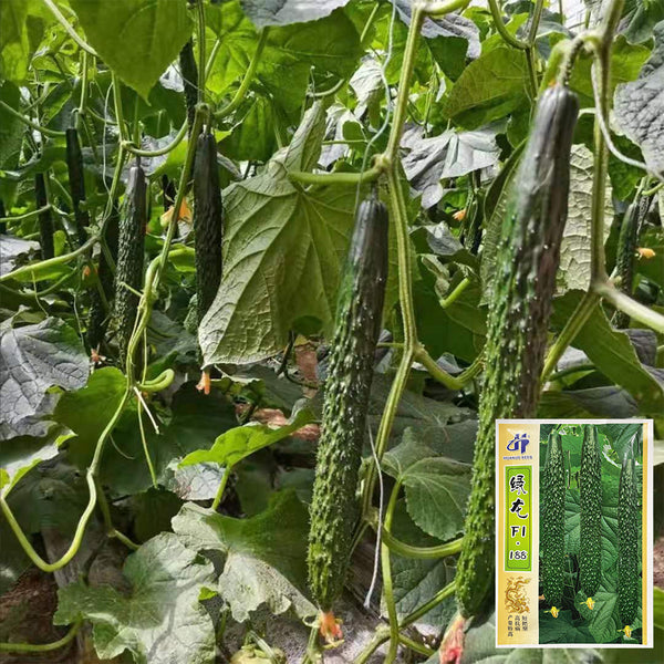 ‘Green Dragon F1 · 188’ Cucumber Seeds, 20g