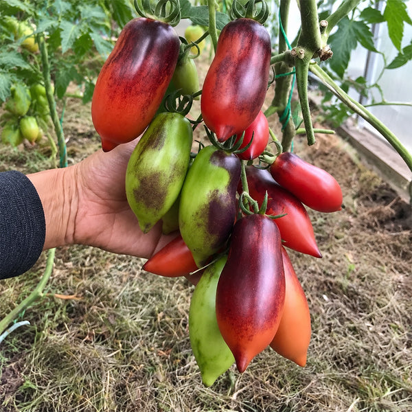 170 Cream Gourmet Tomato, 5 Seeds