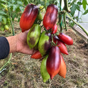 170 Cream Gourmet Tomato, 5 Seeds
