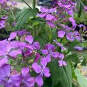Silver Dollar Plant, 50 Seeds