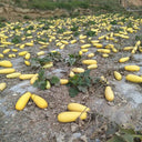 Seed-used Zucchini, 15 Seeds