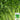 Michelin Fruit Celery Seeds, 10g