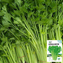 Michelin Fruit Celery Seeds, 10g