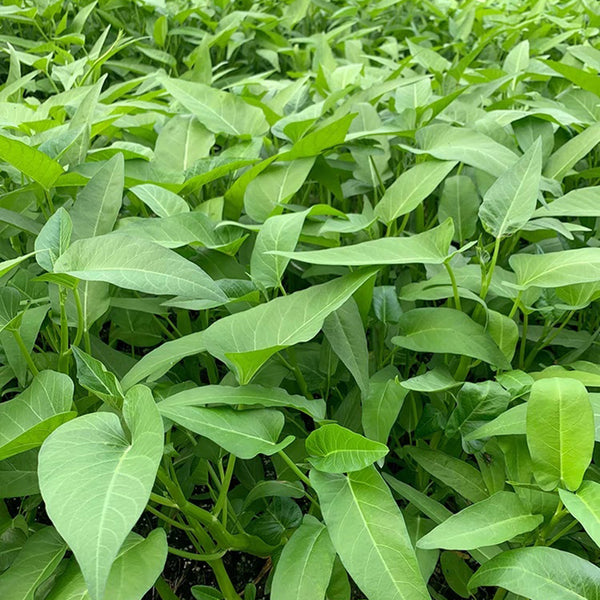 Meifeng No.3 Water Spinach Seeds, 20g