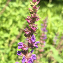 Purple Salvia Seeds, 100 Seeds