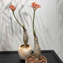 Buddha Belly Plant, 5 Seeds