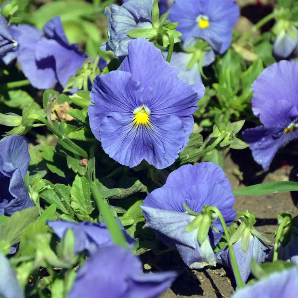 Hezhichun Pansy 'Azure Skies', 30 Seeds