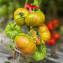 874 Lugtan Tomato, 5 Seeds