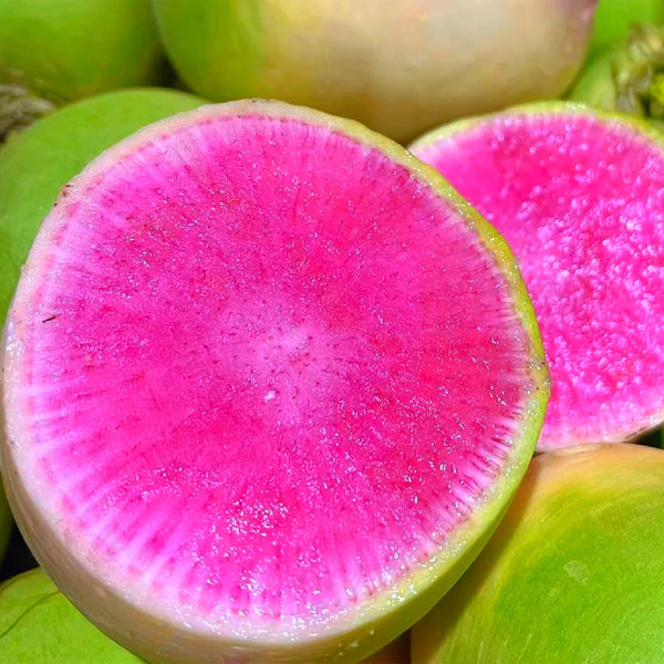 Xinlimei Radish, 50 Grams ≈ 5000 Seeds