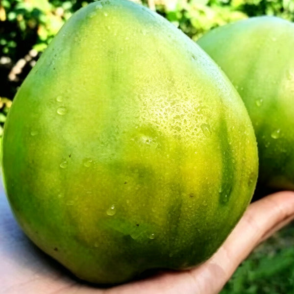 1035 Big Emerald Tomato, 5 Seeds