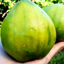 1035 Big Emerald Tomato, 5 Seeds