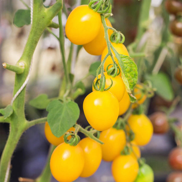 ‘Yellow Millennium’ Cherry Tomato Seeds, 50 Seeeds