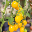 ‘Yellow Millennium’ Cherry Tomato Seeds, 50 Seeeds