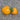 360 Rosalie's Early Orange Tomato, 5 Seeds