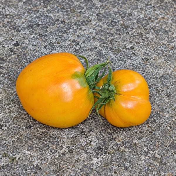 360 Rosalie's Early Orange Tomato, 5 Seeds