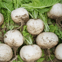 Crystal-clear White Radish Seeds, 10g