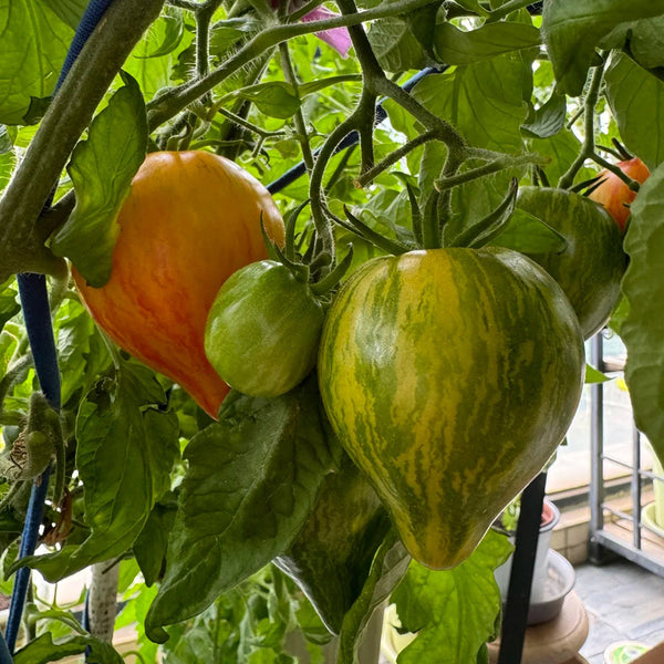 'Eden's Garden No. 6' Tomato Seeds, 5 Seeds