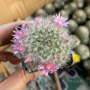 Mammillaria bocasana, 3-4cm