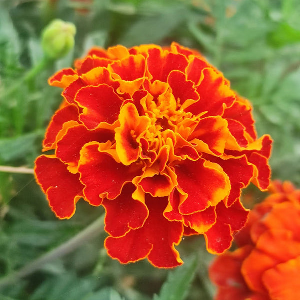 Red Double French Marigold, 200 Seeds