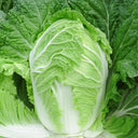 Fengkang 80 Chinese Cabbage Seeds, 5 × 3g Bags