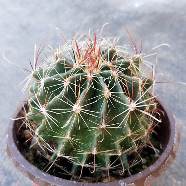 Thelocactus setispinus, 4-5cm
