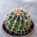 Thelocactus setispinus, 4-5cm