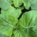 Jiemei Taoshan Chinese Broccoli Seeds, 10g