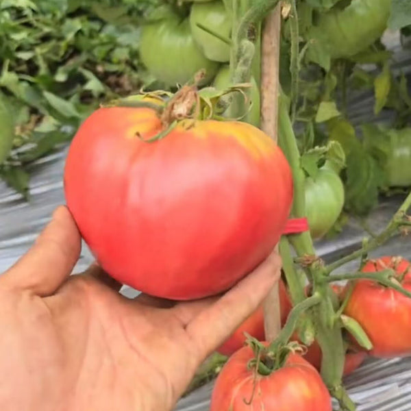816 Bulgarian Mountain Cap Tomato, 5 Seeds