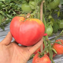 816 Bulgarian Mountain Cap Tomato, 5 Seeds