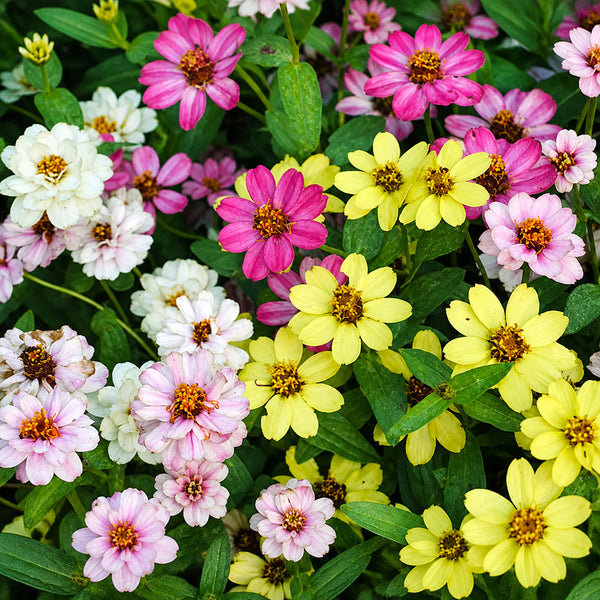 W1341 Dwarf Small-Flowered Zinnia Mix, 100 Seeds