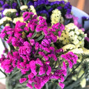Wavyleaf Sea Lavender (mixed) Seeds, 200 Seeds
