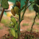 Super Sweet Mango Honey Tomato, 10 Seeds