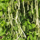 Huajun No.9 Kidney Bean Seeds, 10g