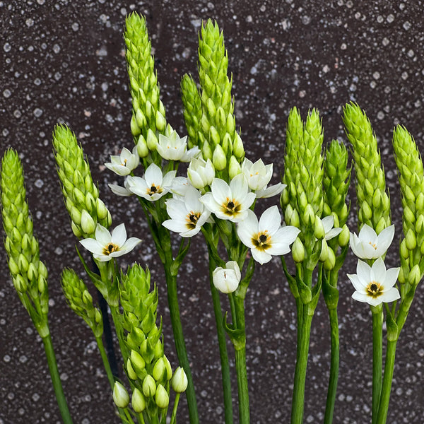 U2219 White Star of Bethlehem Bulbs, 0.3-0.4 in (0.8-1 cm), 10 Bulbs