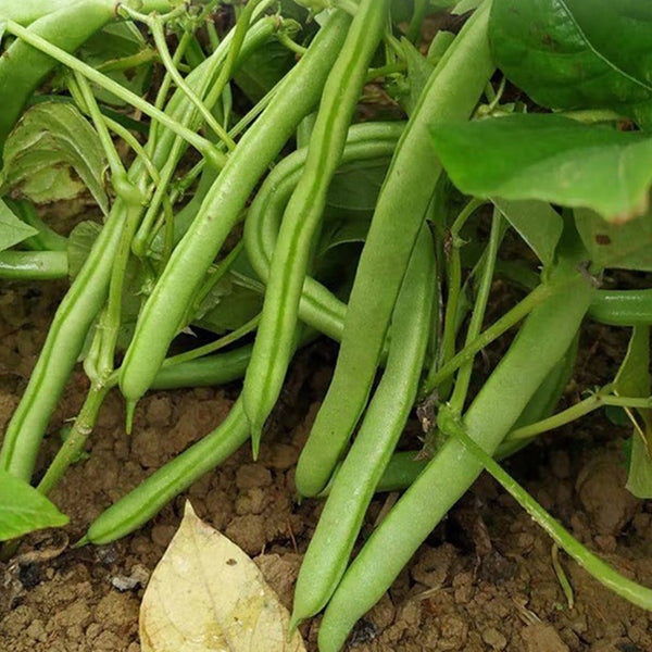 Pioneer Snap Bean Seeds, 5 × 10g Bags