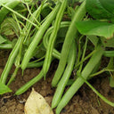 Pioneer Snap Bean Seeds, 5 × 10g Bags