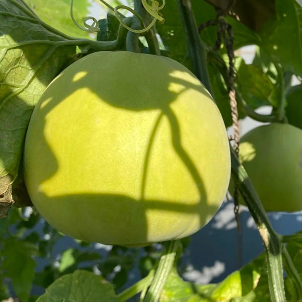 Sanjiang Tianbao Muskmelon Seeds, 5g