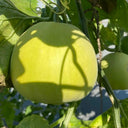 Sanjiang Tianbao Muskmelon Seeds, 5g
